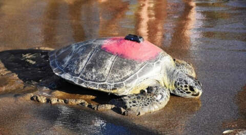 Yeşil deniz kaplumbağası 'Talay' 3 günde 30 kilometre yol aldı