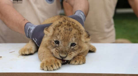 Bursa&nbsp;Hayvanat Bahçesi'nde yavru aslan sevinci