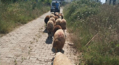 Gemlik'te kaybolan koyunlar sahibine teslim edildi