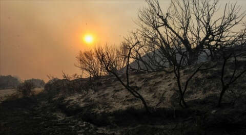 Dünya artan orman yangınlarıyla kavruluyor
