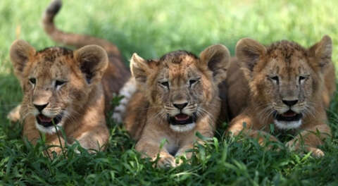 Bursa Hayvanat Bahçesi'nde dünyaya gözlerini açan aslanlar yeni yuvalarında