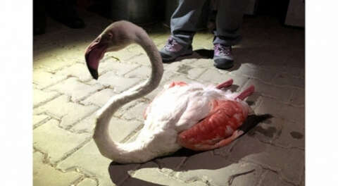 Uzun uçuşta yorgun düşen flamingo tedaviye alındı