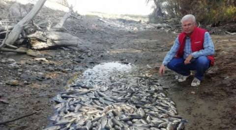 Bursa'da sular çekildi binlerce balık telef oldu