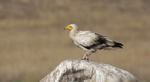 Avrupa'daki her 5 kuştan biri yok olma tehlikesiyle karşı karşıya