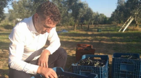 'Üretici zeytin fiyatlarının açıklanmasını bekliyor'