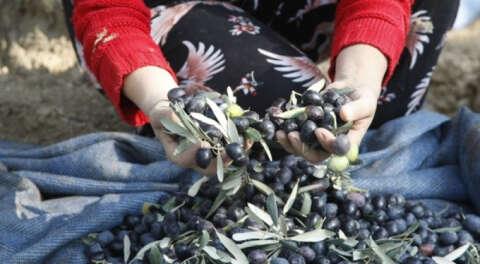 Marmarabirlik zeytin alım fiyatlarını açıkladı