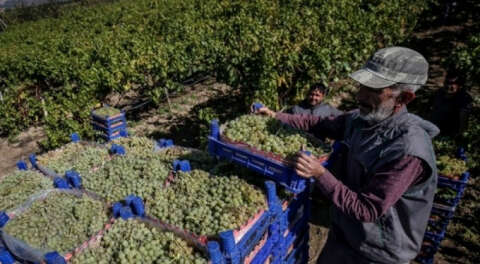 Coğrafi işaretli İznik müşküle üzümünde hasat zamanı