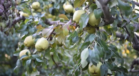 Bursa'da deveci armudu hasadı başladı