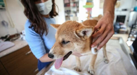 Botta ele geçirilen köpek yavrularının tedavisi Bursa'da yapılıyor