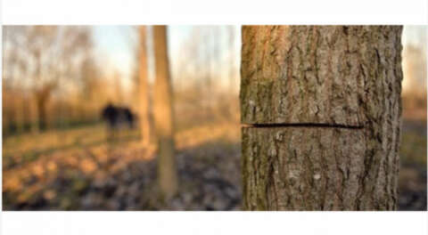 Kestiği ağacın altında kalan kişi hayatını kaybetti