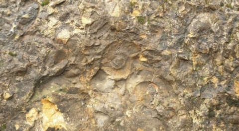 130 milyon yıllık Ammonit fosilleri ilgi odağı