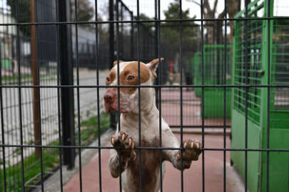 Bursa'da yasaklı ırk köpek denetimi artırıldı