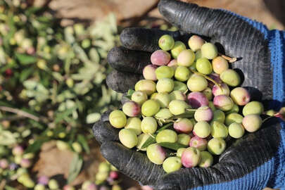 Marmarabirlik'ten 258 milyon lira kredi tahsisatı