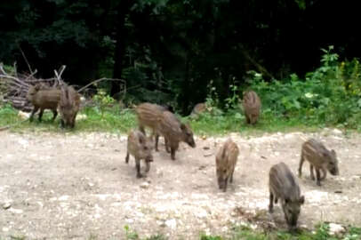 Bursa'daki yaban hayatı fotokapana yansıdı