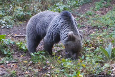 Bursa'da ayıların yiyecek arayışı fotokapana yansıdı