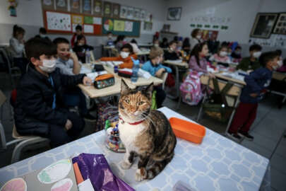 'Karamel' soğuktan sığındığı okulun maskotu oldu!