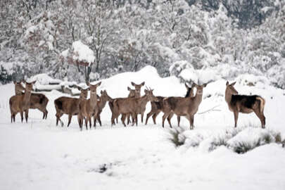Bursa'daki kızıl geyikler havadan görüntülendi