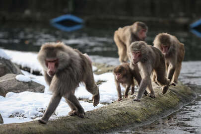 Bursa Hayvanat Bahçesi ailesi büyüyor