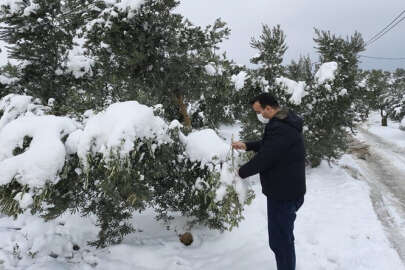 Mudanya'da kar yüklü zeytin ağaçlarının dalları kırıldı