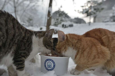 Sokak hayvanlarına belediyelerin eli uzandı