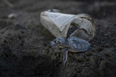Deniz kaplumbağalarının midesinde plastik tespit edildi
