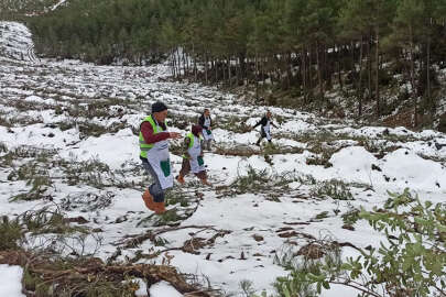 Kızılçam ormanında gençleştirme çalışması