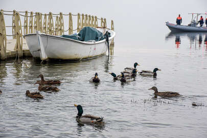 Uluabat Gölü'ne 50 yaban ördeği salındı