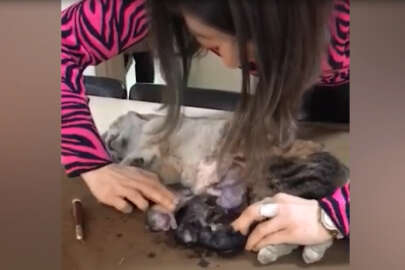 Ölen hamile kedinin karnını açıp yavrularını kurtardı