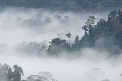 Amazon yağmur ormanları için 'kritik eşik' uyarısı