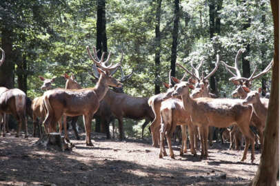 Bursa'da yetiştirilen kızıl geyikler Spil Dağına bırakıldı