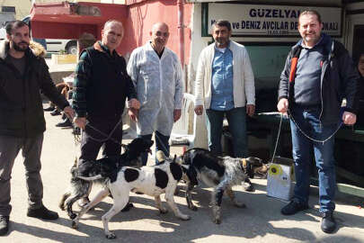 Mudanya'da 30 av köpeği kimlik verilerek kayıt altına alındı