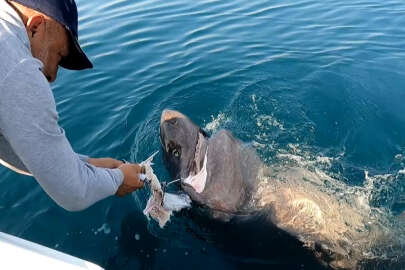 Oltaya 500 kiloluk köpek balığı takıldı