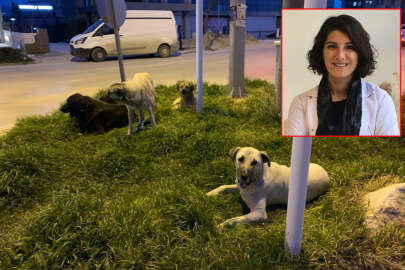 Bursa'da 200 binden fazla sahipsiz hayvan var