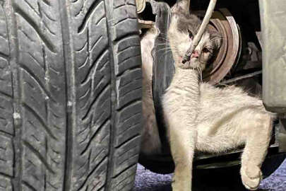 Otomobilin motor kısmına doğum yapan kedi ve yavrusu kurtarıldı
