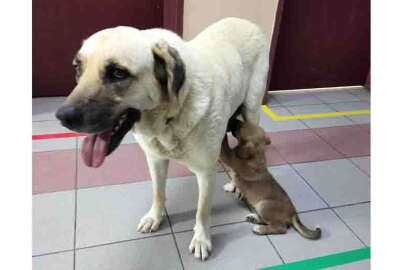 Kliniğe getirilen yavrusunu bulan anne köpek onu emzirdi