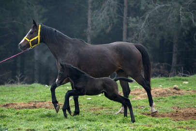 Bursa Uludağ Üniversitesinin safkan İngiliz tayı 80 bin 500 liraya satıldı