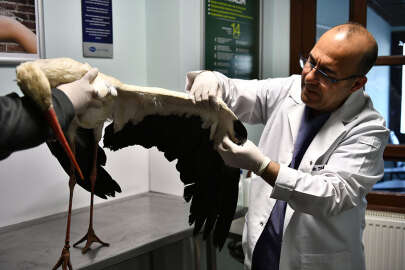 Bursa'da yaralı halde bulunan leylek Gurabahane-i Laklakan'da tedavi ediliyor