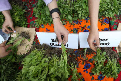 Nilüfer Belediyesi'nden 400 bin fide dağıtımı