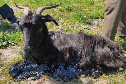 Bursa'da zifte yapışan keçinin zor anları