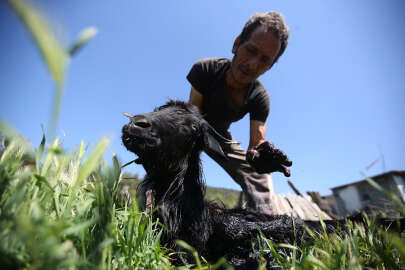 Keçi ve çobanın gözyaşları!