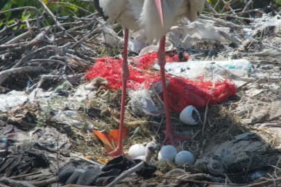 "Yaren" leyleğin bu yılki ilk yavrusu yumurtadan çıktı