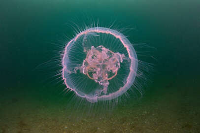 Bursa’nın sualtı zenginlikleri gün yüzüne çıkıyor