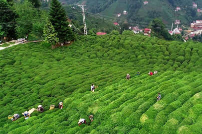 Çaya yüzde 43,71 oranında zam yapıldı
