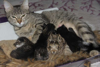 Köpeklerden kaçan yavru tavşana anne kedi sahip çıktı