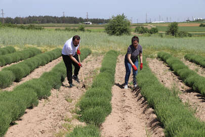Büyük şehrin stresini atmak için lavanta üretimine başladılar