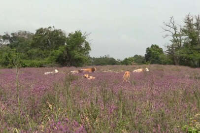 Karacabey Longozu nilüferler ve karabaş otları ile bir başka güzelliğe büründü
