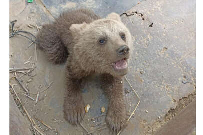 Göl kenarında bitkin halde bulunan ayı yavrusu tedaviye alındı