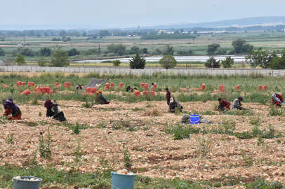 Coğrafi işaretli Karacabey soğanının rekoltesinde artış bekleniyor