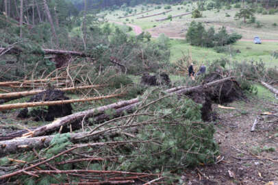 Hortum ve fırtına yüzlerce çam ağacını devirdi