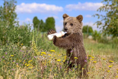 Ayı yavrusu 'Haçuvan' Bursa'ya gönderilecek